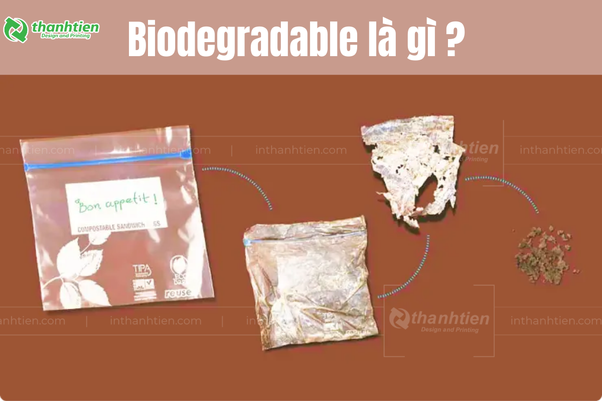 Biodegradable Là Gì? Ứng Dụng Và Giải Pháp Thay Thế Nhựa